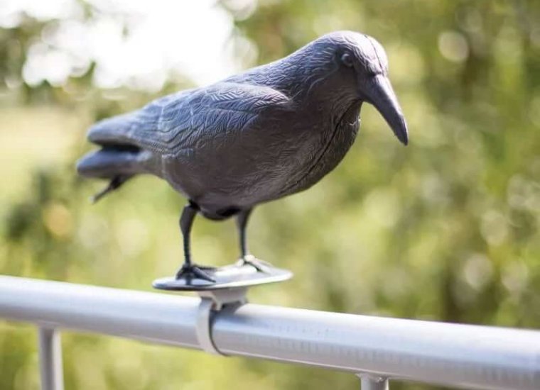 Tóth Krisztina: VARJÚ